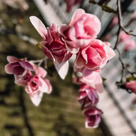 Goscinne Sylwia Проживание в семье