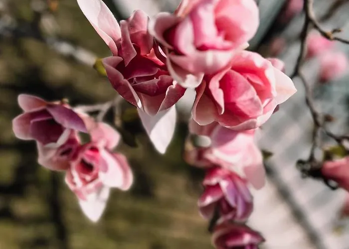 Goscinne Sylwia Pansiyon